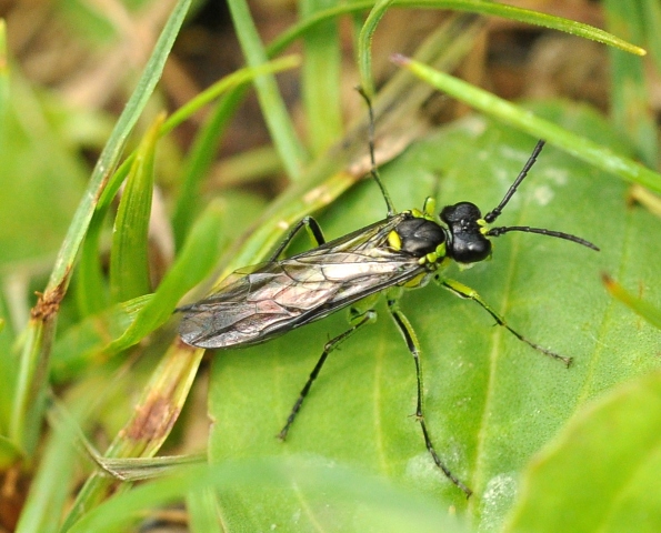 Da Id.: Tenthredo mesomela